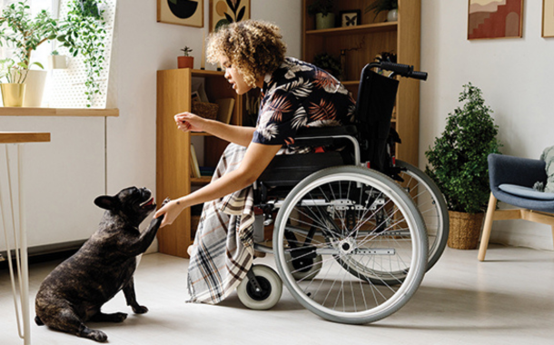 girl in a wheelchair teaching a French bulldog to shake