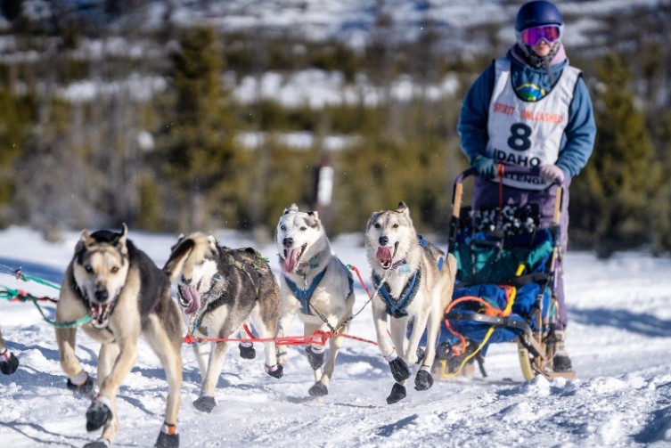 Rows Dog Racing Go to Media Coverage